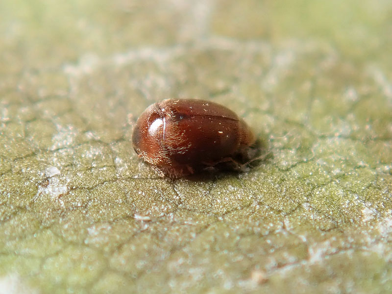 coleottero piccolissimo:  fam. Corylophidae